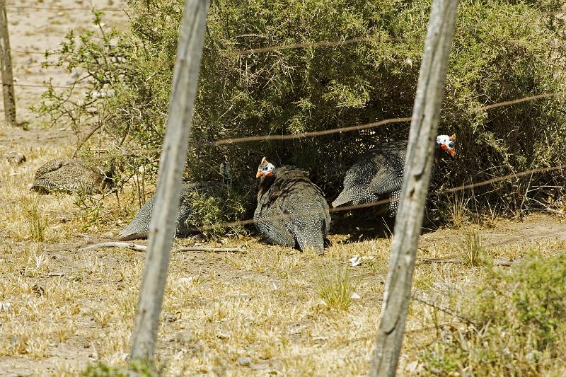 20071209 111229 D2X 4200x2800.jpg - Guinea fowl, Puerto Madryn